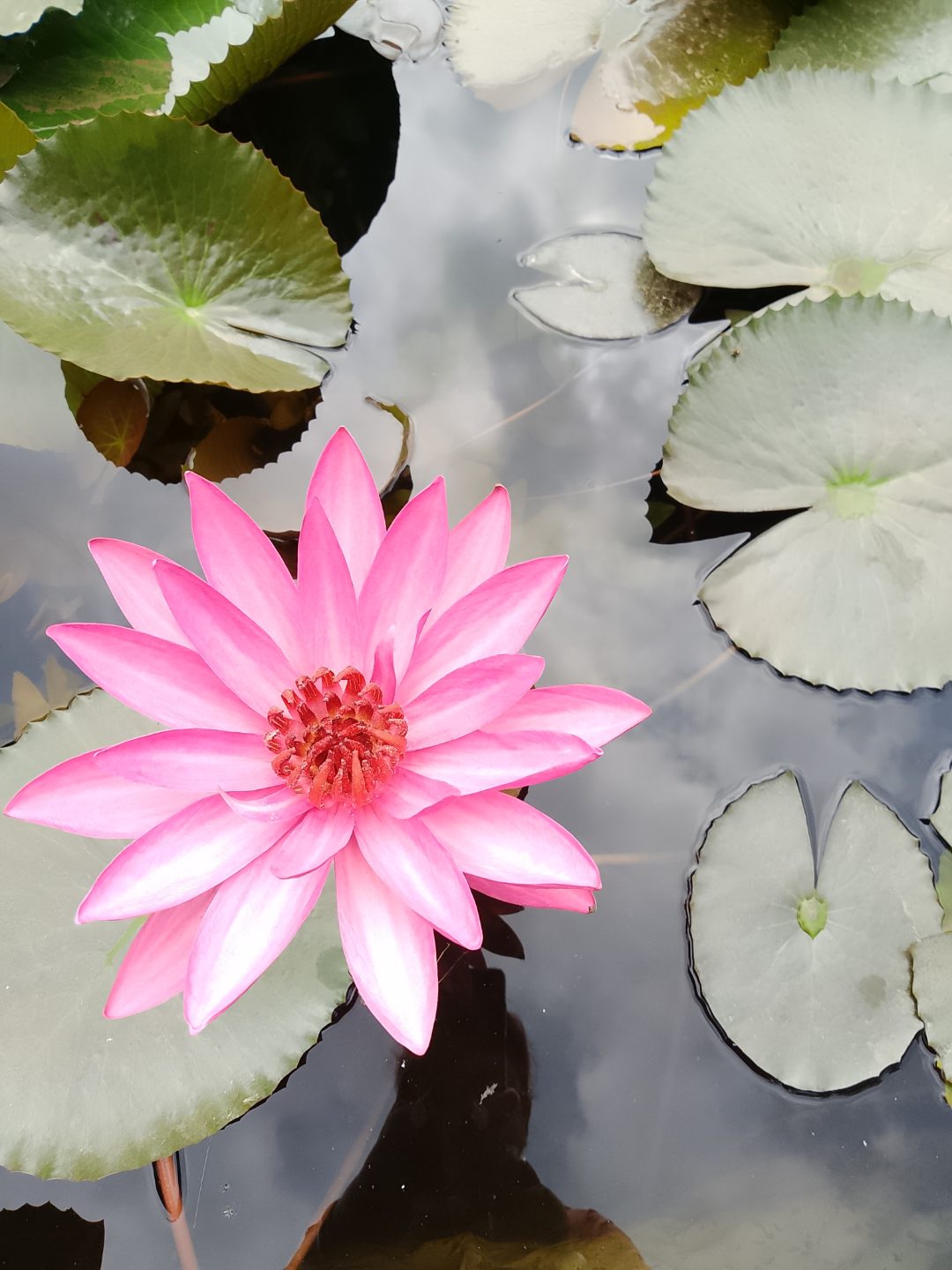 Water Lily (Nymphaea) (कुमुदिनी) — plant for sale at Janki Vatika plant nursery, Talawali Chanda, Indore, photo 2 of 3