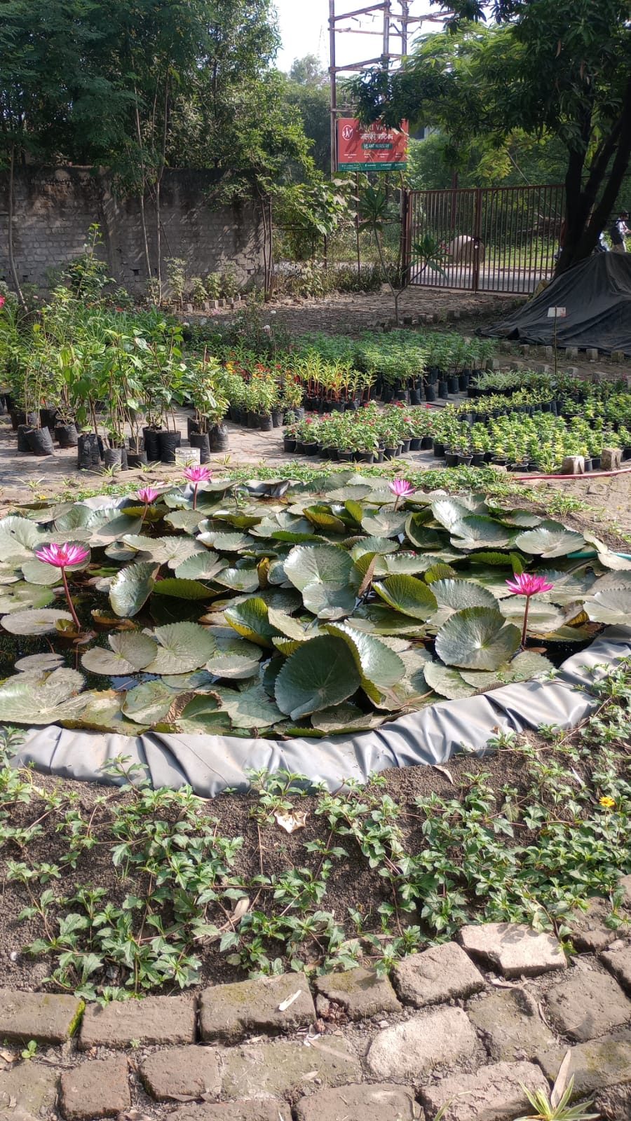 Water Lily (Nymphaea) (कुमुदिनी) — plant for sale at Janki Vatika plant nursery, Talawali Chanda, Indore, photo 3 of 3