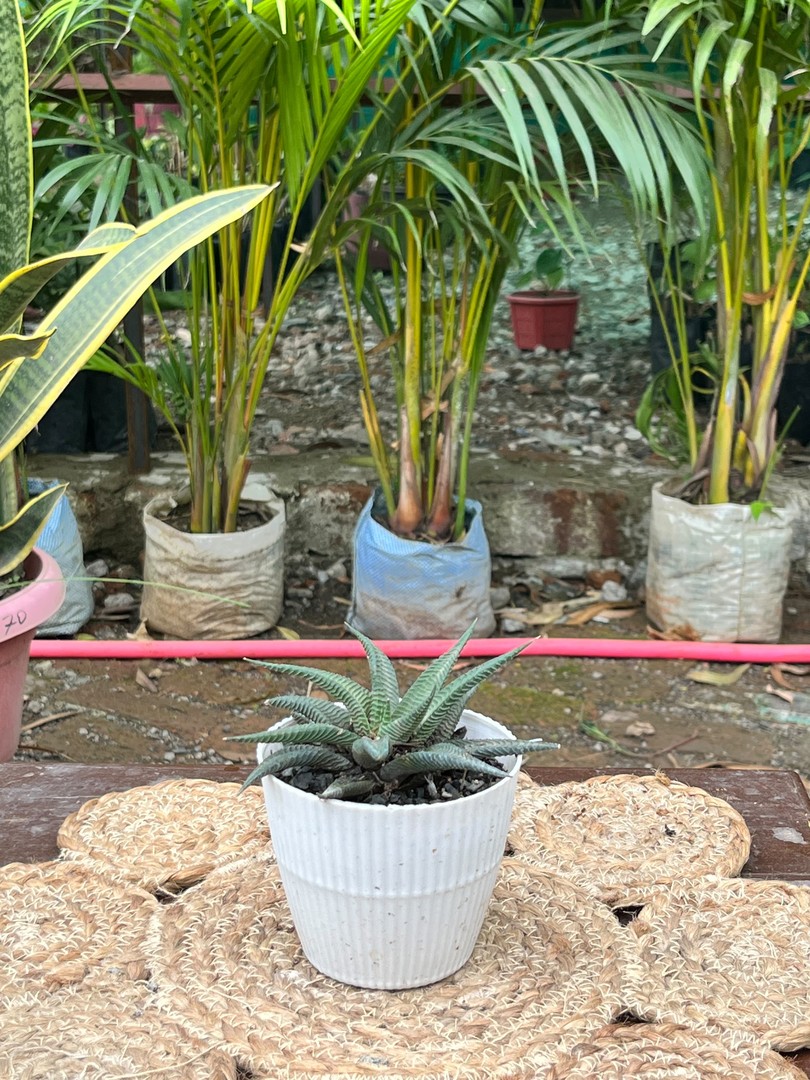 Zebra Haworthia (ज़ेब्रा हॉवर्थिया) — plant for sale at Janki Vatika plant nursery, Talawali Chanda, Indore, photo 2 of 2