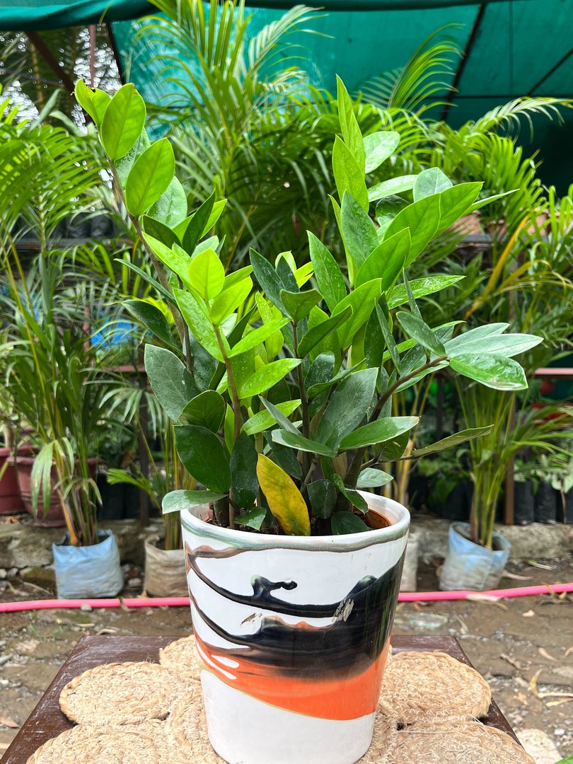 ZZ Plant (जेड जेड प्लांट) — plant for sale at Janki Vatika plant nursery, Talawali Chanda, Indore