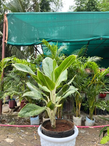 Aglaonema (Chinese Evergreen) (एग्लोनिमा) — plant for sale at Janki Vatika plant nursery, Talawali Chanda, Indore — Study & Office Table Plants