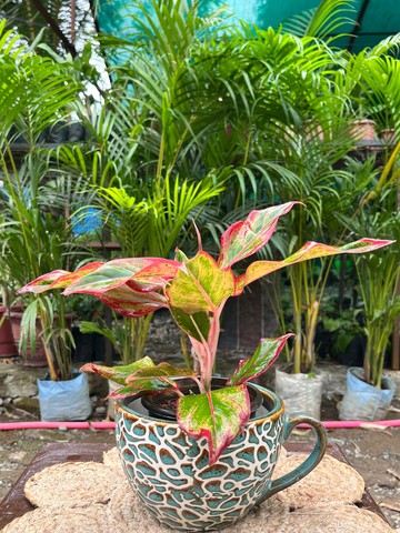 Aglaonema Red Lipstick (एग्लोनिमा रेड लिपस्टिक) — plant for sale at Janki Vatika plant nursery, Talawali Chanda, Indore