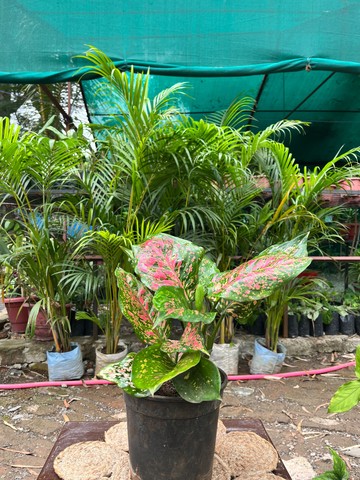 Aglaonema Red Valentine (एग्लोनिमा रेड वैलेंटाइन) — plant for sale at Janki Vatika plant nursery, Talawali Chanda, Indore — Study & Office Table Plants