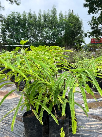 Amla Sapling (आंवला) — plant for sale at Janki Vatika plant nursery, Talawali Chanda, Indore