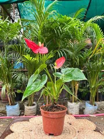 Anthurium (Flamingo Flower) (एंथुरियम) — plant for sale at Janki Vatika plant nursery, Talawali Chanda, Indore — Indoor Plants