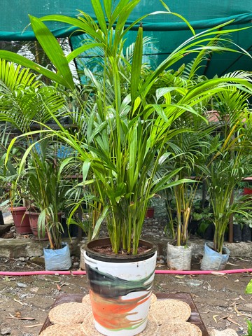 Areca Palm (Golden Cane Palm) (एरिका पाम) — plant for sale at Janki Vatika plant nursery, Talawali Chanda, Indore — Indoor Plants