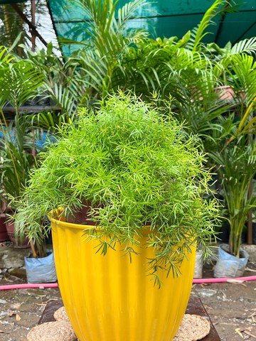 Asparagus Fern (एस्पैरागस फ़र्न) — plant for sale at Janki Vatika plant nursery, Talawali Chanda, Indore — Hanging & Trailing
