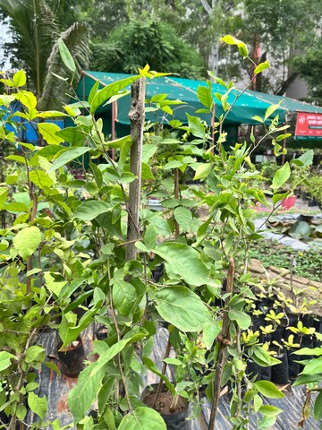 Bael Sapling (बेल पत्र) — plant for sale at Janki Vatika plant nursery, Talawali Chanda, Indore