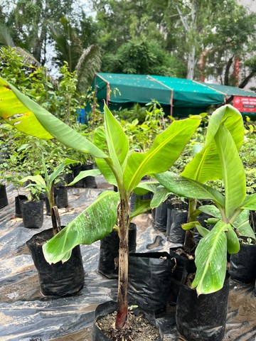 Banana Plant (केला) — plant for sale at Janki Vatika plant nursery, Talawali Chanda, Indore