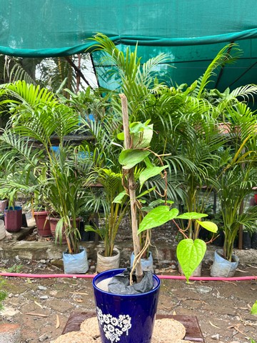 Betel Leaf (Paan) (पान) — plant for sale at Janki Vatika plant nursery, Talawali Chanda, Indore