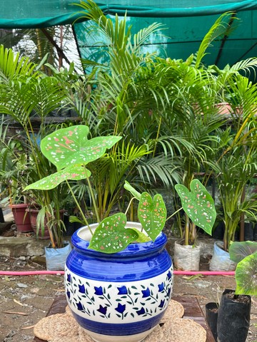 Caladium (Green, White & Pink Speckled) (कैलेडियम) — plant for sale at Janki Vatika plant nursery, Talawali Chanda, Indore — Indoor Plants