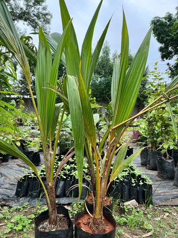 Coconut Sapling (नारियल) — plant for sale at Janki Vatika plant nursery, Talawali Chanda, Indore