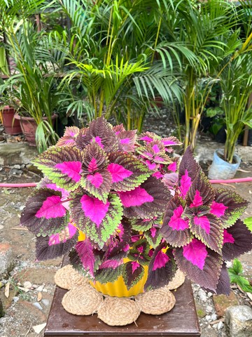 Coleus (Magenta & Maroon) (कोलियस) — plant for sale at Janki Vatika plant nursery, Talawali Chanda, Indore — Indoor Plants