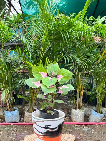 Coleus (Pink Centre) (कोलियस) — plant for sale at Janki Vatika plant nursery, Talawali Chanda, Indore — Indoor Plants