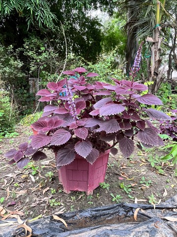 Coleus (Purple) (कोलियस) — plant for sale at Janki Vatika plant nursery, Talawali Chanda, Indore