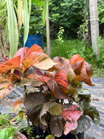 Copperleaf (Acalypha) (कॉपरलीफ) — plant for sale at Janki Vatika plant nursery, Talawali Chanda, Indore — Direct Sunlight Plants