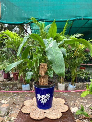 Corn Plant (Mass Cane) (कॉर्न प्लांट) — plant for sale at Janki Vatika plant nursery, Talawali Chanda, Indore — Indoor Foliage