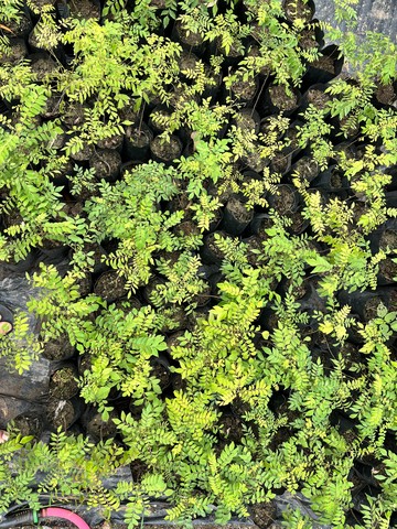 Curry Leaf Plant (कड़ी पत्ता / मीठा नीम) — plant for sale at Janki Vatika plant nursery, Talawali Chanda, Indore