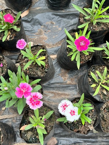 Dianthus (China Pink) (डायनथस) — plant for sale at Janki Vatika plant nursery, Talawali Chanda, Indore