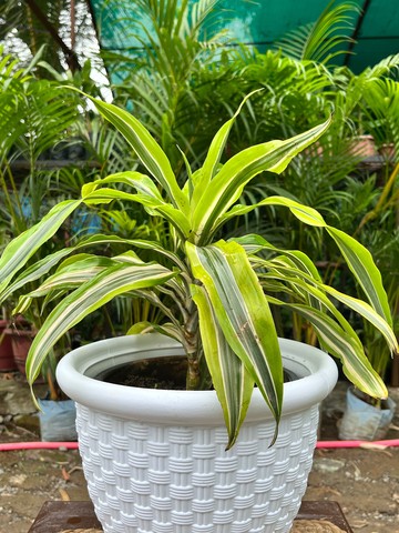 Dracaena Lemon Lime (ड्रैसीना लेमन लाइम) — plant for sale at Janki Vatika plant nursery, Talawali Chanda, Indore — Indoor Foliage