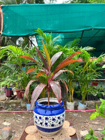 Dracaena Marginata (Red-Edged Dragon Tree) — plant for sale at Janki Vatika plant nursery, Talawali Chanda, Indore — Indoor Foliage