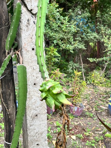 Dragon Fruit Plant (ड्रैगन फ्रूट) — plant for sale at Janki Vatika plant nursery, Talawali Chanda, Indore