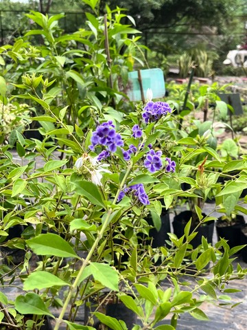 Duranta (Sky Flower / Nilkanta) (नीलकांता) — plant for sale at Janki Vatika plant nursery, Talawali Chanda, Indore