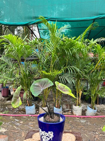 Elephant Ear (Colocasia) — plant for sale at Janki Vatika plant nursery, Talawali Chanda, Indore — Direct Sunlight Plants