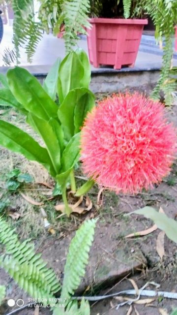 Football Lily (May Flower) Bulb — plant for sale at Janki Vatika plant nursery, Talawali Chanda, Indore — Low Maintenance Plants