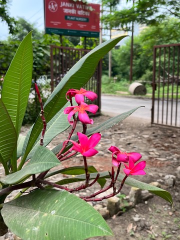 Frangipani (Golainchi / Champa) (गुलैंची) — plant for sale at Janki Vatika plant nursery, Talawali Chanda, Indore