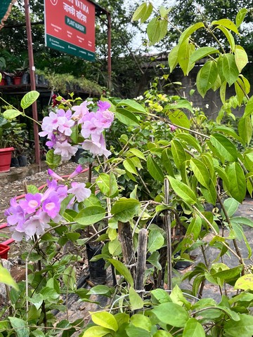 Garlic Vine (लहसुन बेल) — plant for sale at Janki Vatika plant nursery, Talawali Chanda, Indore — Climbers