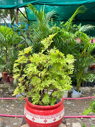 Golden Aralia (गोल्डन अरालिया) — plant for sale at Janki Vatika plant nursery, Talawali Chanda, Indore — Indoor Foliage