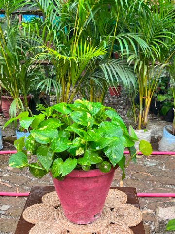 Green Money Plant (मनी प्लांट) — plant for sale at Janki Vatika plant nursery, Talawali Chanda, Indore — Study & Office Table Plants