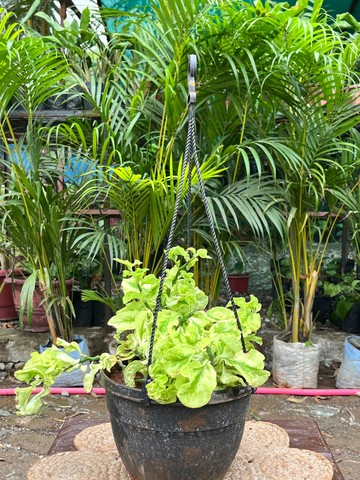 Green Zig Zag Plant (विलायती शेर) — plant for sale at Janki Vatika plant nursery, Talawali Chanda, Indore