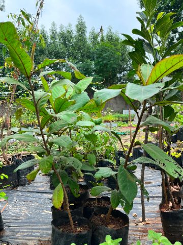 Indian Almond (Badam Tree) (जंगली बादाम) — plant for sale at Janki Vatika plant nursery, Talawali Chanda, Indore — Fruits