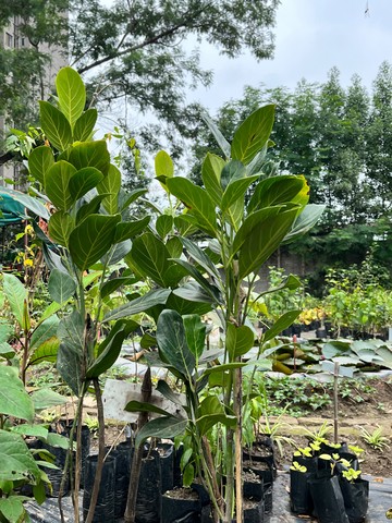 Jackfruit Sapling (कटहल) — plant for sale at Janki Vatika plant nursery, Talawali Chanda, Indore — Fruit Trees
