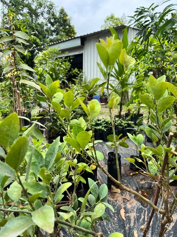 Lemon (Nimbu) (नींबू) — plant for sale at Janki Vatika plant nursery, Talawali Chanda, Indore