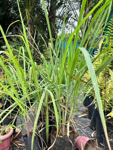 Lemongrass (नींबू घास) — plant for sale at Janki Vatika plant nursery, Talawali Chanda, Indore — Kitchen Garden