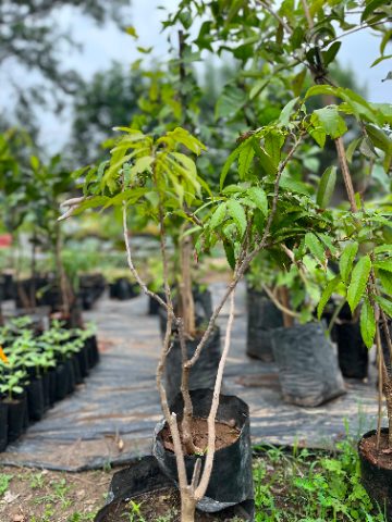 Litchi (लीची) — plant for sale at Janki Vatika plant nursery, Talawali Chanda, Indore — Fruit Trees