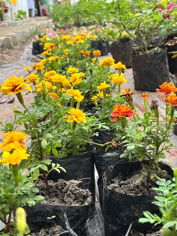 Marigold (गेंदा) — plant for sale at Janki Vatika plant nursery, Talawali Chanda, Indore — Direct Sunlight Plants