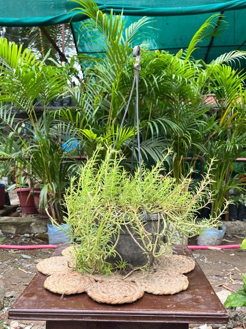 Moss Rose (Ten O'Clock Plant) / Office Time (दस बजिया) — plant for sale at Janki Vatika plant nursery, Talawali Chanda, Indore — Hanging Plants