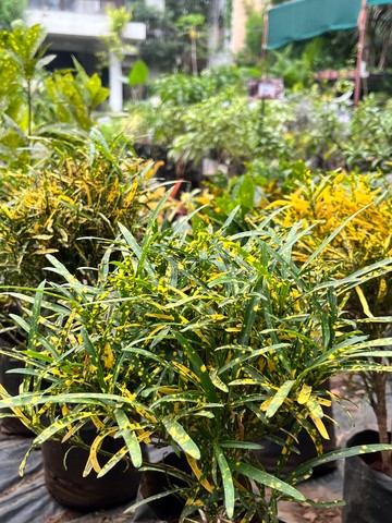 Narrow-leaf Croton (क्रोटन) — plant for sale at Janki Vatika plant nursery, Talawali Chanda, Indore