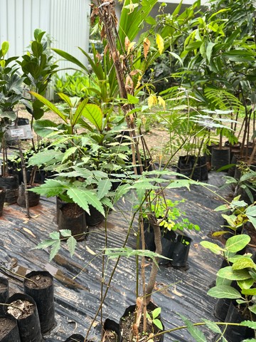 Neem (नीम) — plant for sale at Janki Vatika plant nursery, Talawali Chanda, Indore — Sacred & Native Trees
