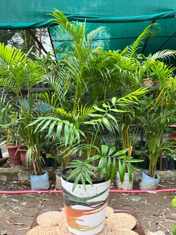 Parlor Palm (Chamaedorea) (पार्लर पाम) — plant for sale at Janki Vatika plant nursery, Talawali Chanda, Indore — Study & Office Table Plants