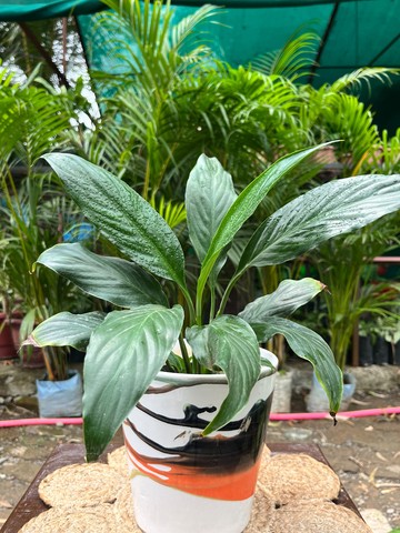 Peace Lily (पीस लिली) — plant for sale at Janki Vatika plant nursery, Talawali Chanda, Indore — Indoor Plants