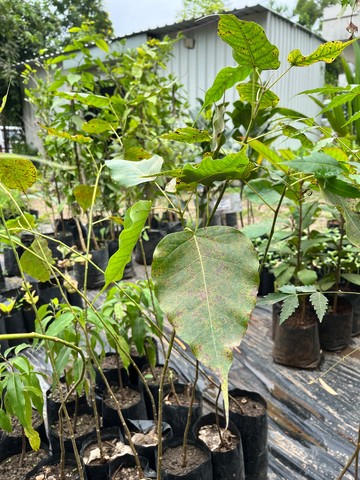 Peepal (Sacred Fig) (पीपल) — plant for sale at Janki Vatika plant nursery, Talawali Chanda, Indore — Sacred & Native Trees