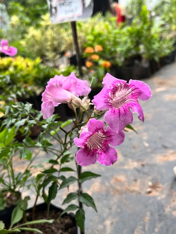Pink Trumpet Vine (पिंक ट्रम्पेट वाइन) — plant for sale at Janki Vatika plant nursery, Talawali Chanda, Indore — Climbers
