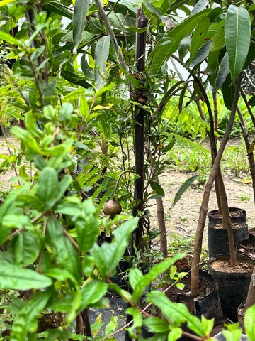 Pomegranate Sapling (अनार) — plant for sale at Janki Vatika plant nursery, Talawali Chanda, Indore — Fruit Trees