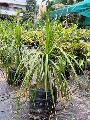 Ponytail Palm (पोनीटेल प्लांट) — plant for sale at Janki Vatika plant nursery, Talawali Chanda, Indore — Succulents