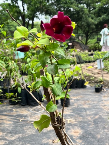 Purple Allamanda (पर्पल अलामांडा) — plant for sale at Janki Vatika plant nursery, Talawali Chanda, Indore — Hanging Plants